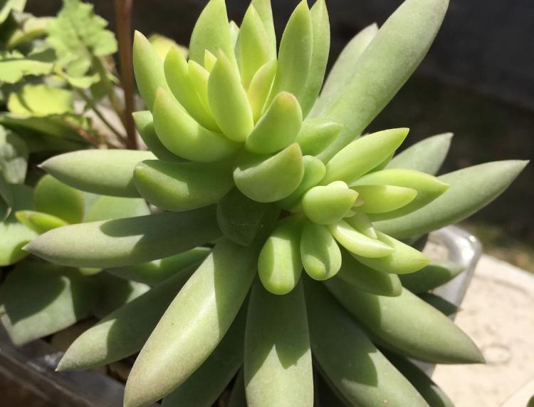 千佛手叶插苗怎么养,多肉千佛手的养殖方法和注意事项