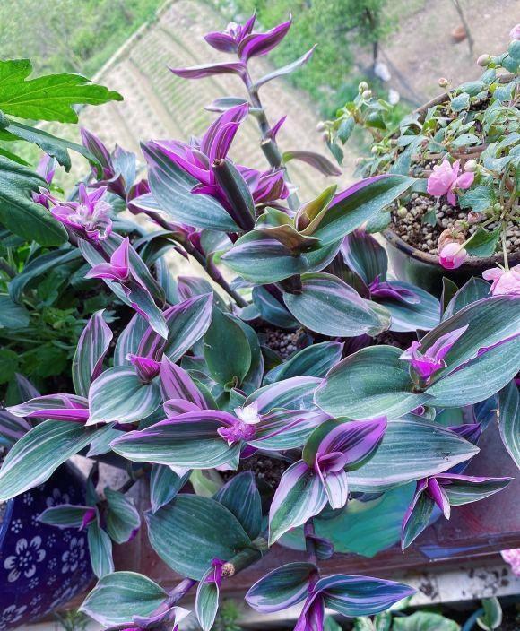 油画吊兰适合在室外养护,油画吊兰养在客厅好吗