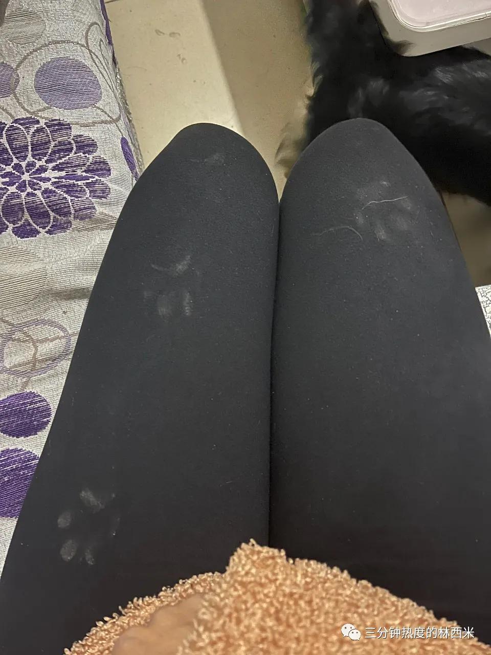 纯白德牧收养视频,领养德牧小奶狗合集