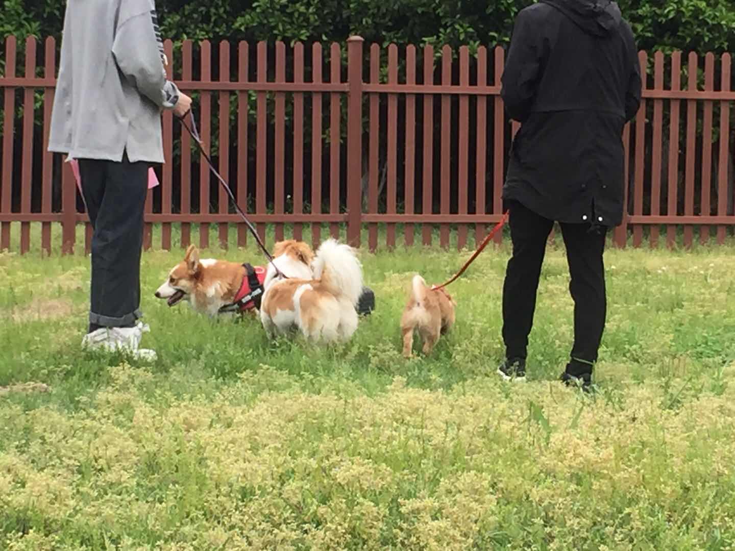 遛狗时狗被什么吸引住不走,遛狗拉不住