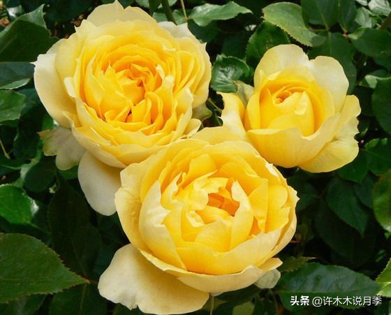 切花大全100种,鲜花大全50种花的花语