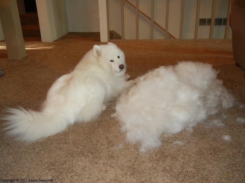 萨摩耶有什么通病,狼版和熊版萨摩耶的优缺点