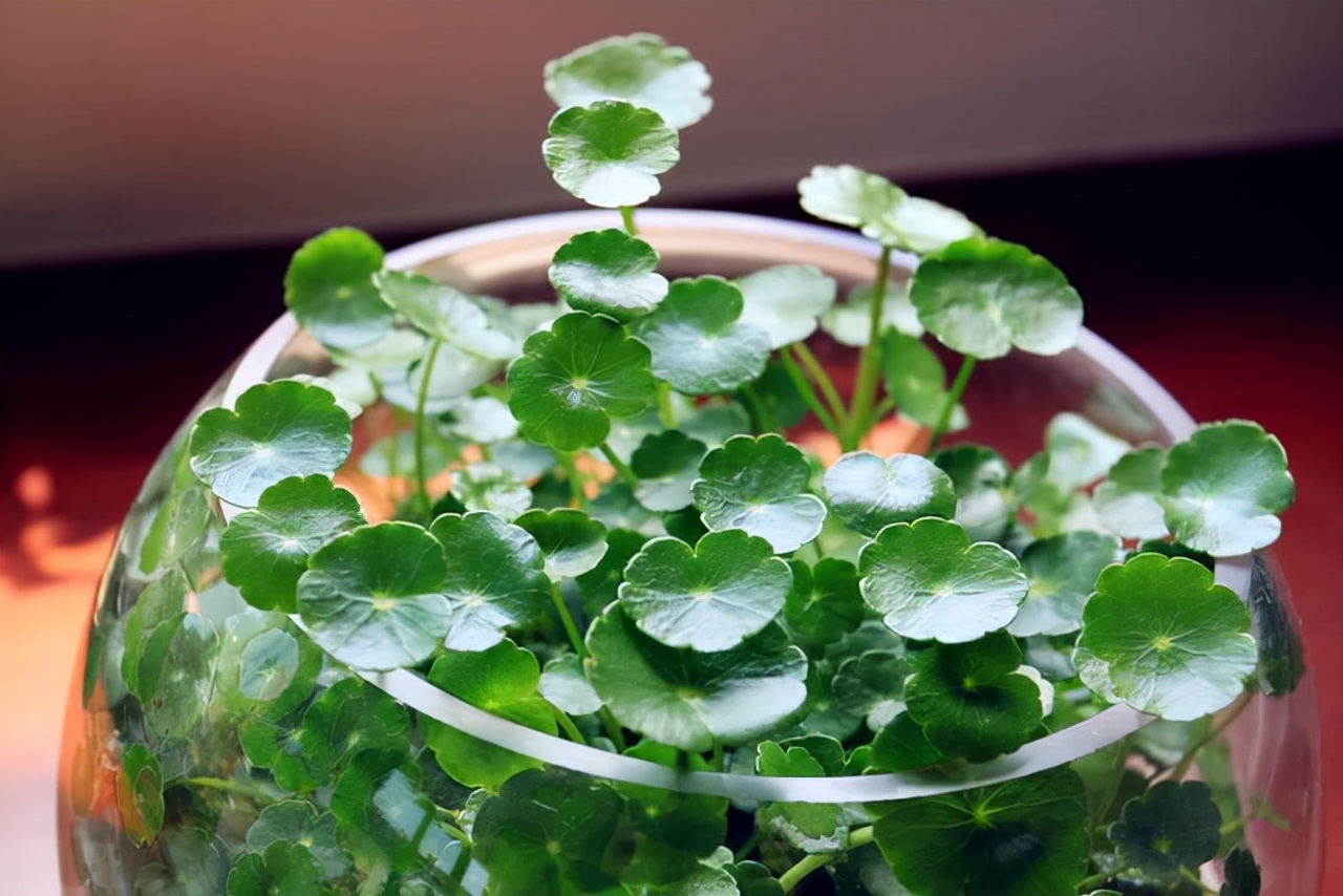 适合四季养殖的水培植物,冬天干旱种什么最好养