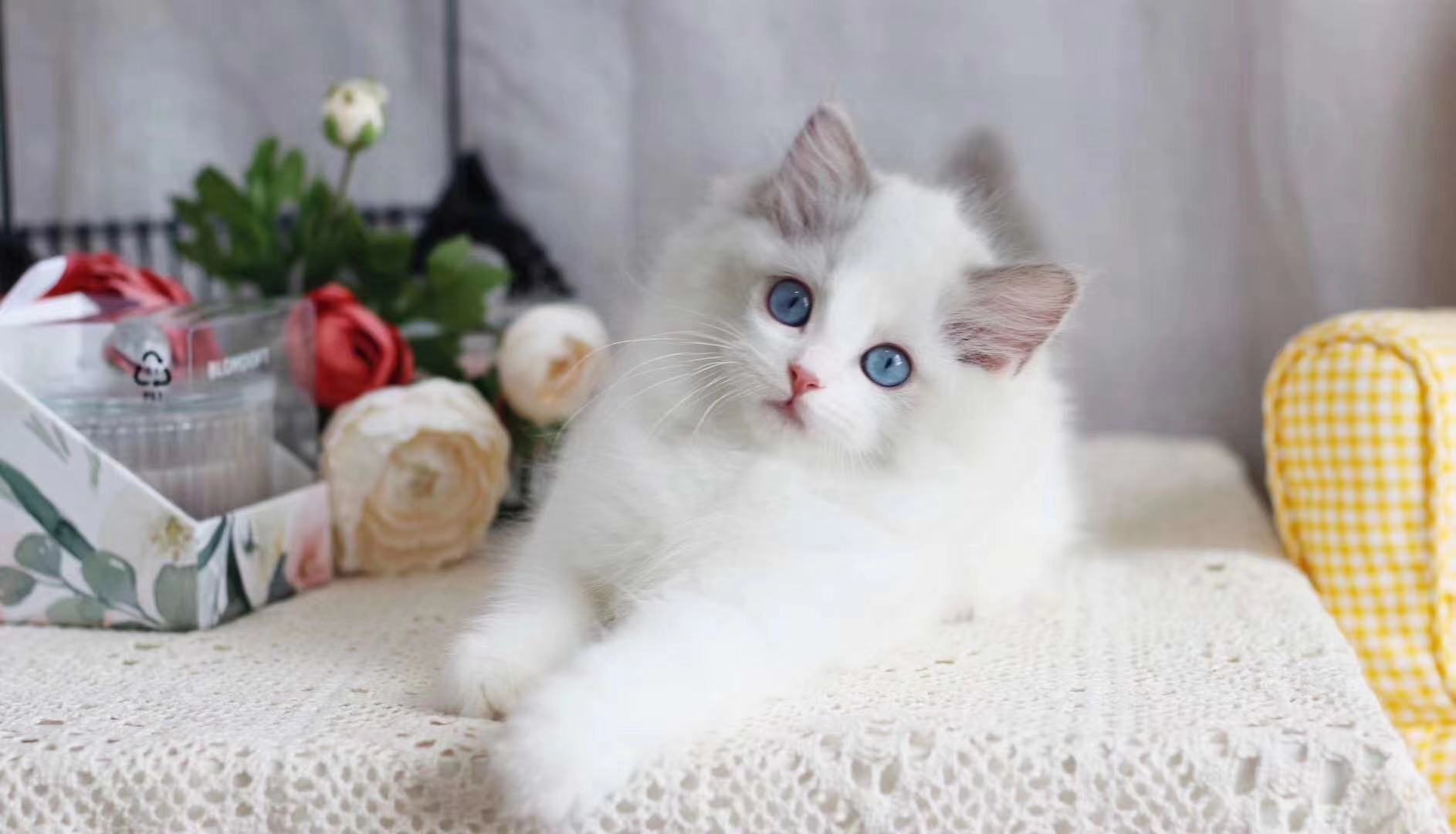 禁养猫名单布偶,养猫不封窗布偶