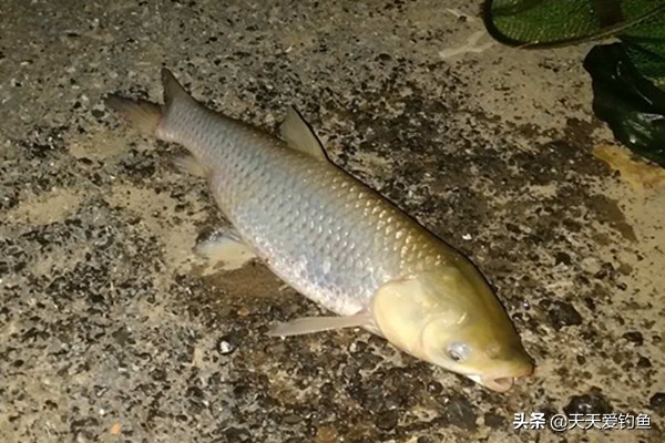 野钓草鱼视频大全完整版,野钓草鱼调漂的正确方法与技巧