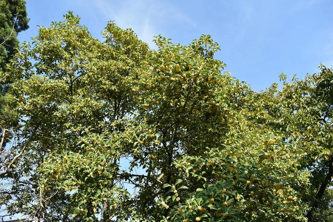 苏州城东北隅的赏桂佳处——耦园