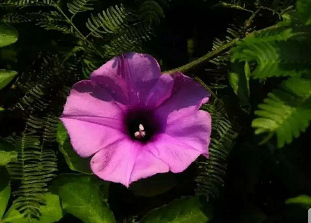 奇葩造型花：头上长草，心中有鬼，白月光。白天不开你非要晚上开