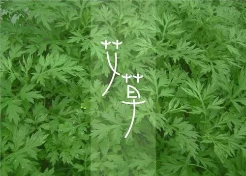 艾叶泡脚功效多,但这3个注意事项要清楚,为了您的健康快收藏!