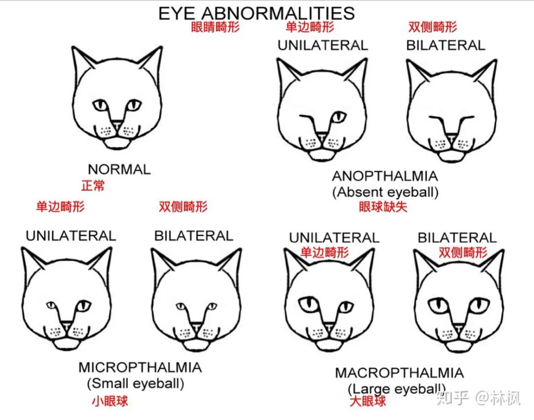 猫咪体型对照表,猫咪体型大全