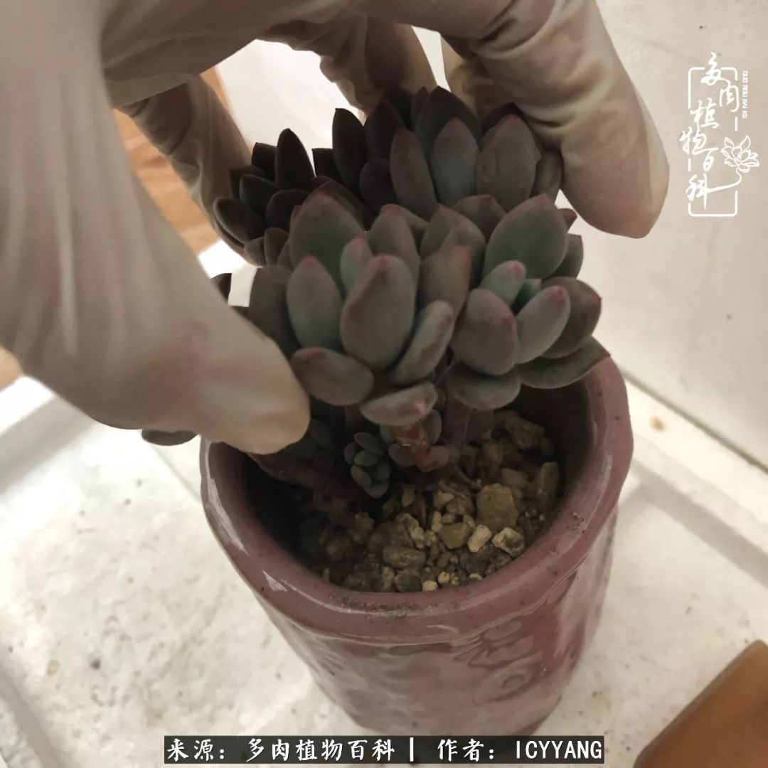 多肉隔着玻璃晒太阳效果好吗,隔着玻璃养的多肉照样长得好