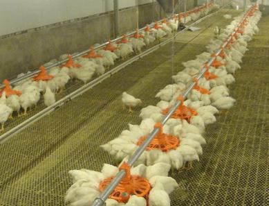 肉鸡13天该预防什么病,肉鸡夏季呼吸道最佳治疗方法