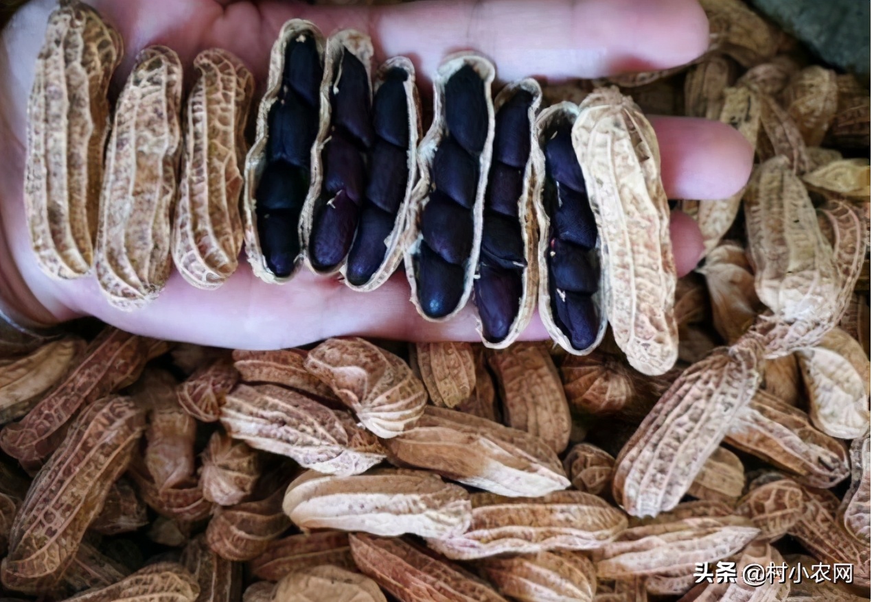 2020年农村创业有什么好项目种植,2021年农村创业投资