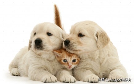 爱犬皮肤病是什么病,爱犬健康的注意事项