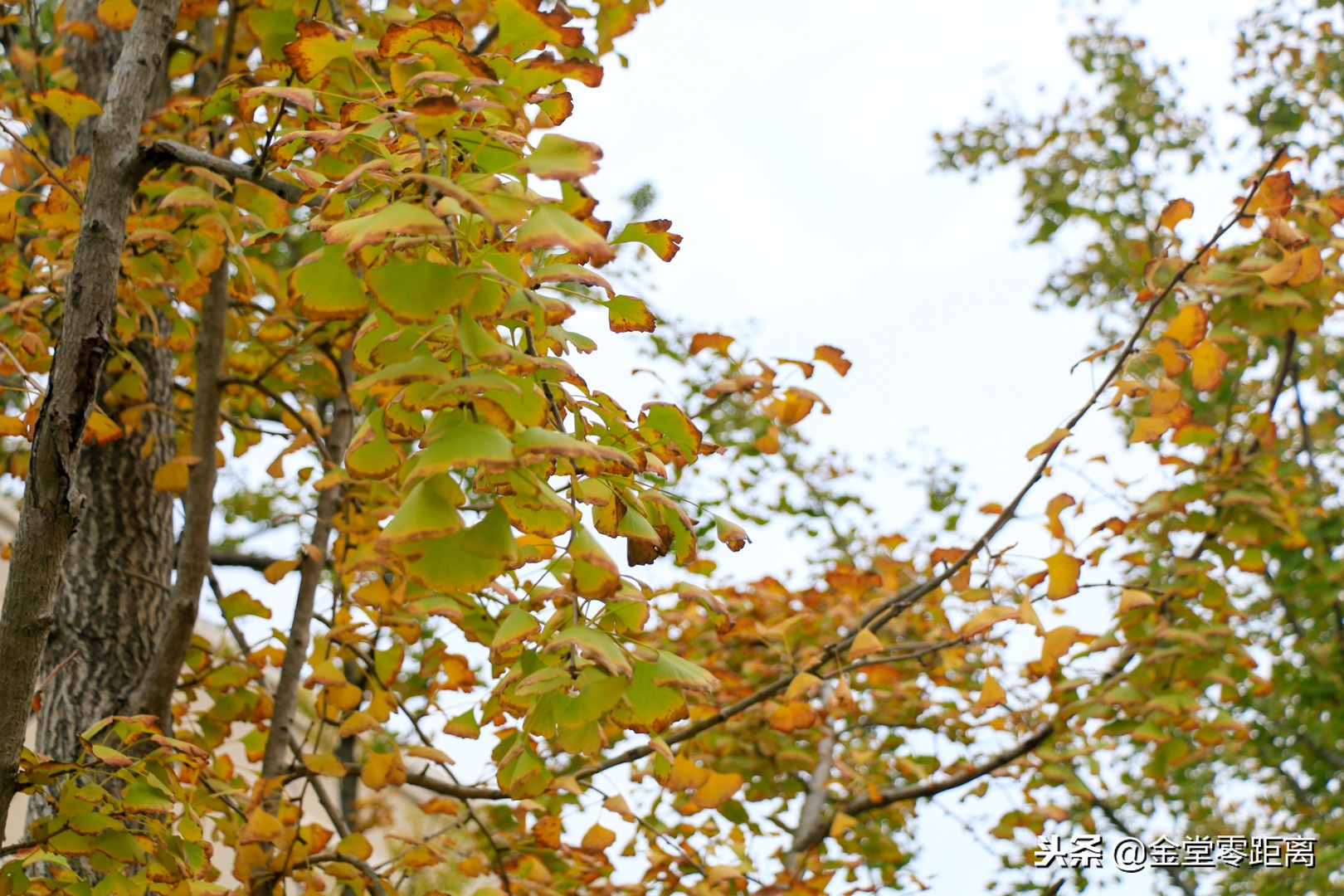 成都文理学院出来怎么样,成都文理学院金堂是本科吗