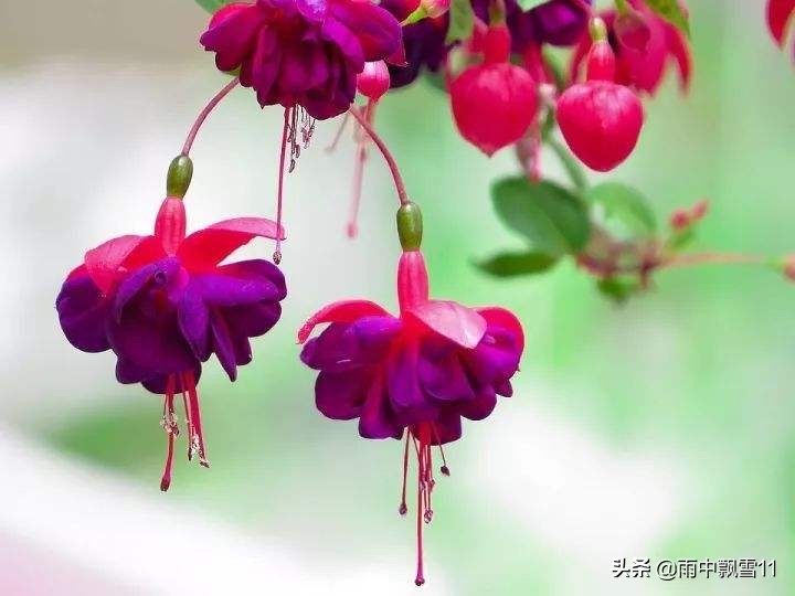 倒挂金钟吊钟花,倒挂金钟掉花蕾用什么药