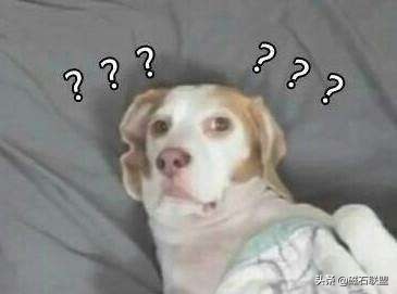 刚给狗狗洗澡就脏了,在家给狗狗洗澡到底是好还是坏