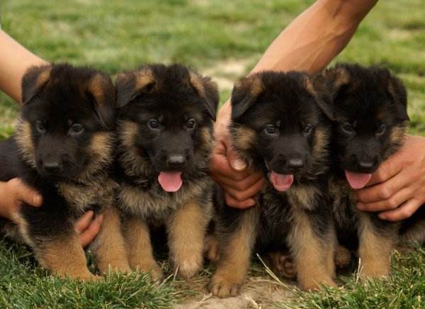 马犬、德牧傻傻分不清楚，两位“硬汉”之争，谁能更胜一筹？