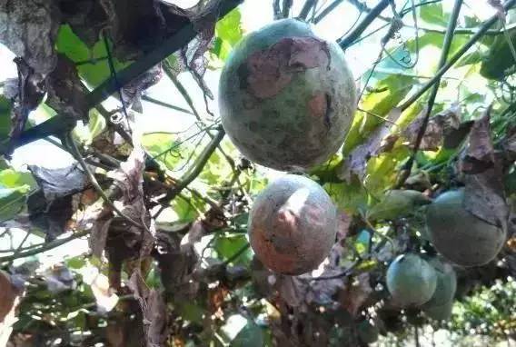 百香果黑斑病害图片,百香果下雨后病害图片视频