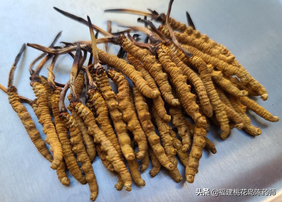 中药冬虫夏草的鉴定方法 (虫草中药材识别图片大全)