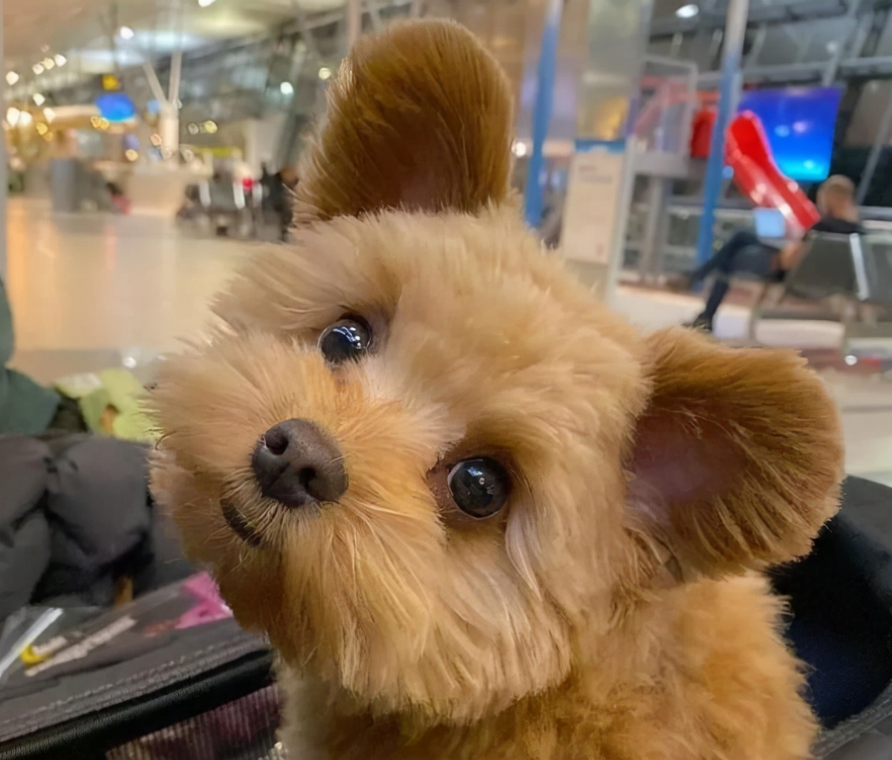 泰迪毛病怪不怪,泰迪哪些行为是看不起人