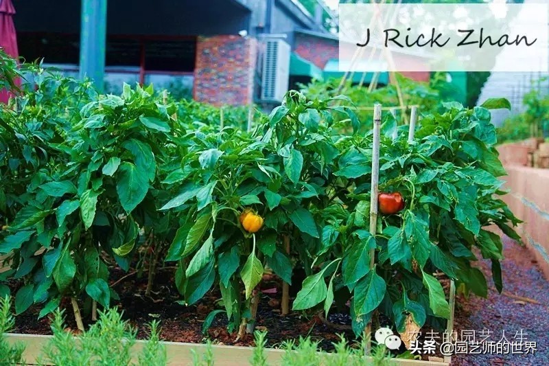 城市蔬菜园景观设计,蔬菜花园造型