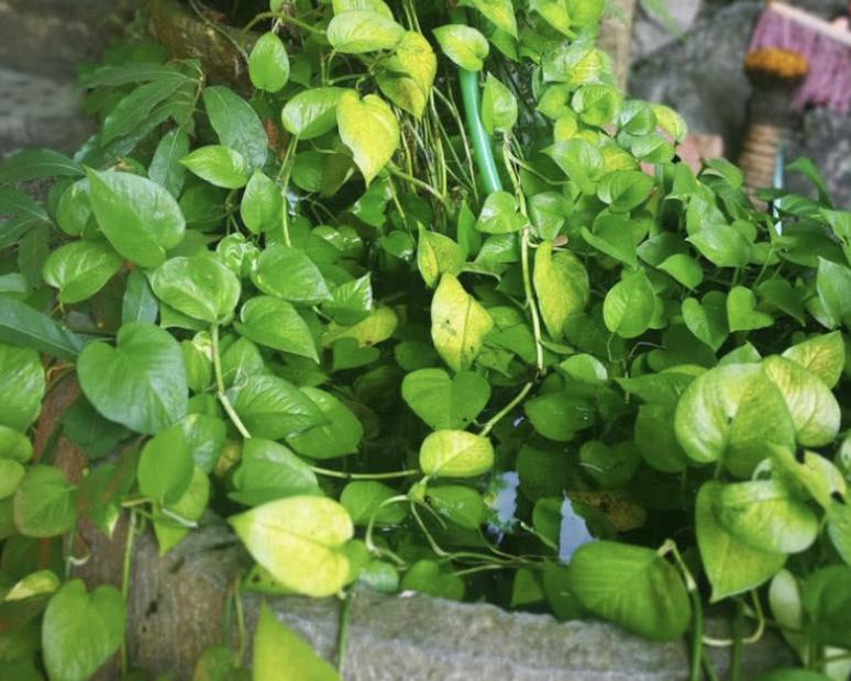 鸡蛋绿萝,鸡蛋可以浇绿萝