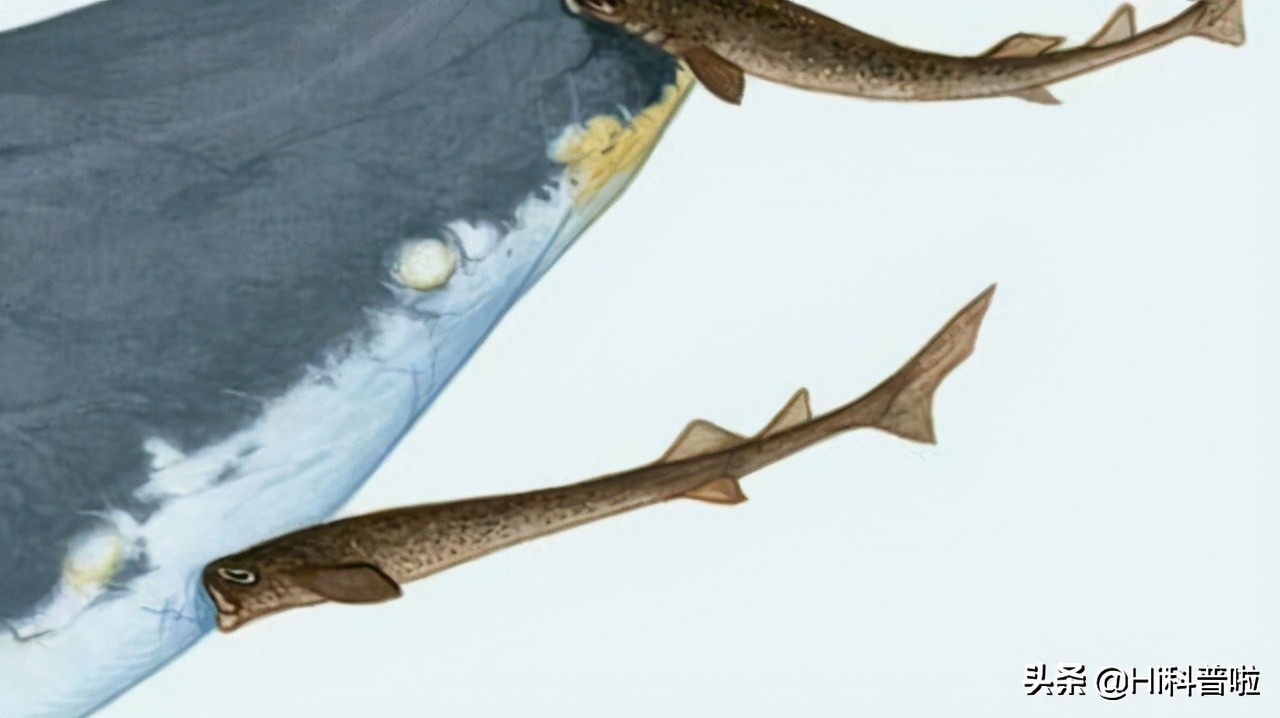 鐢熷悆铏庨哺鍜屽ぇ鐧介波鍜牬娼滆墖,澶х櫧椴ㄨ兘鍜牬铏庨哺