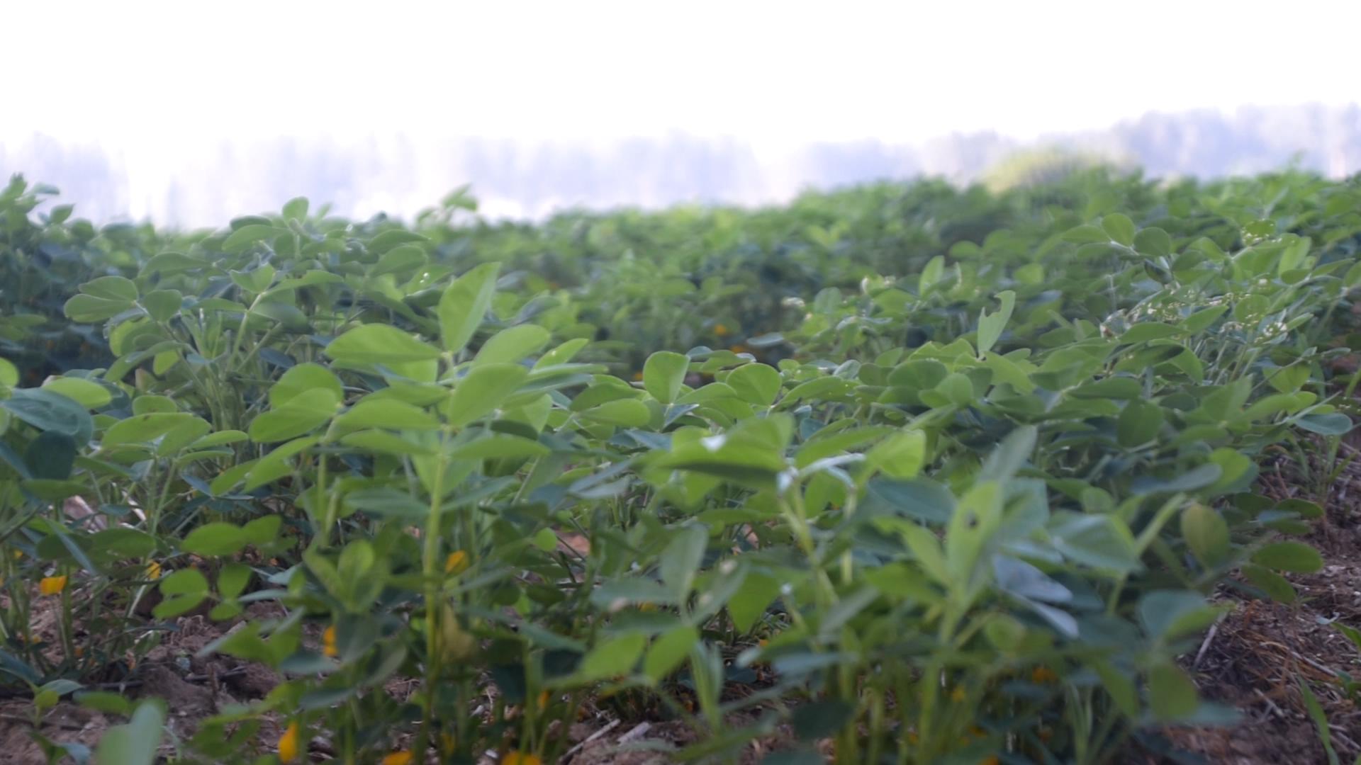 花生根腐茎病怎么治,花生根腐病原因治疗方法