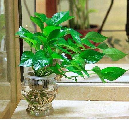 水培绿萝叶子发黄快速补救方法,水培绿萝盆里加什么能让绿萝变绿