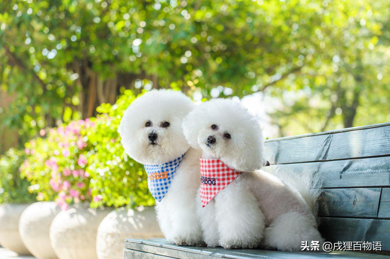 小母狗绝育后出现奇怪行为,母狗绝育后尿失禁恢复期