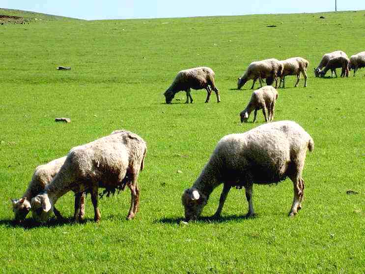 提亲纳采,古代提亲需要哪些聘礼