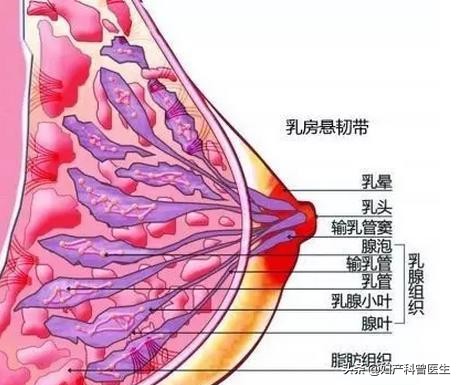 母乳是血液变成的？知道真相后，不得不为宝宝哺乳的妈妈感到伟大