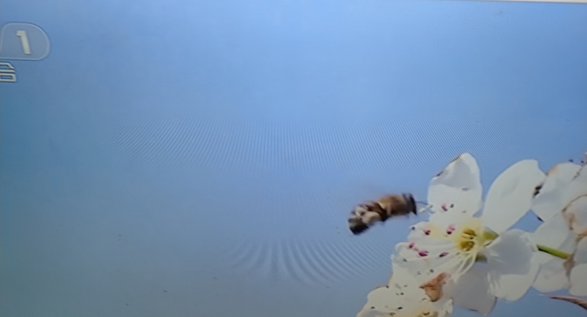 云一诗词荐读ll王惠玲的诗