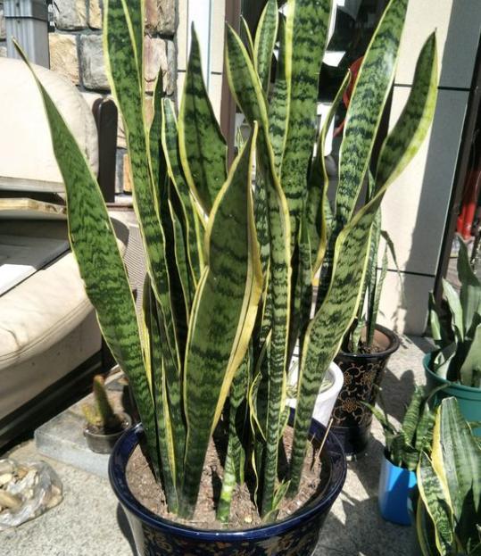 虎皮兰怎样才能养得高大,如何养好虎皮兰