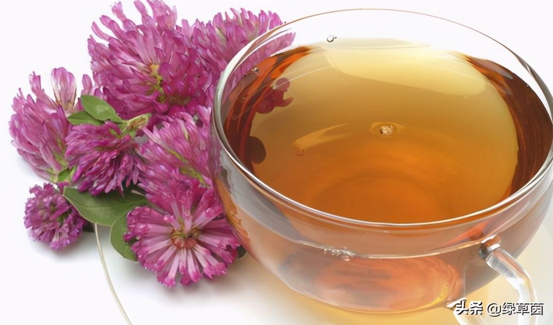 白三叶和红三叶草的区别,白三叶草坪种子