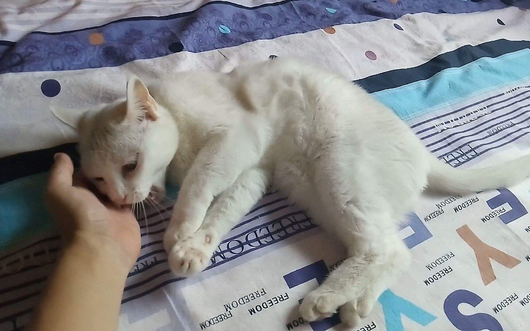 猫咪总是睡地上怎么办,猫咪经常躺床上如何让它睡窝里