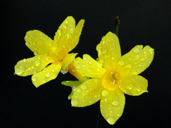 迎春花可以室内养殖吗,迎春花正确的养殖方法