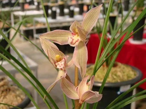 曾是天价兰的品种,天价兰品种