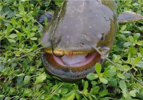 垂钓鲶鱼的实战经验,钓鱼鲶鱼用什么最好钓