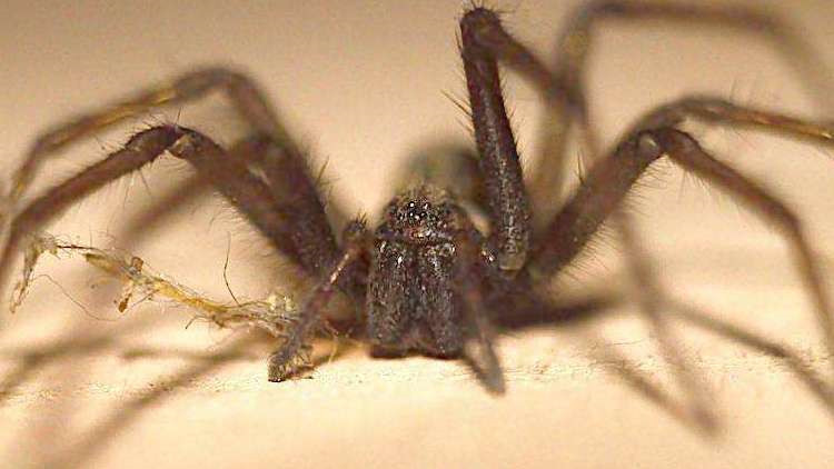 饲养蜘蛛要准备哪些用品,巴西所罗门蜘蛛饲养教程