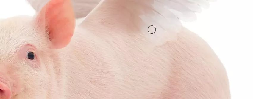 ps小猪怎么做,ps怎么合成驴子