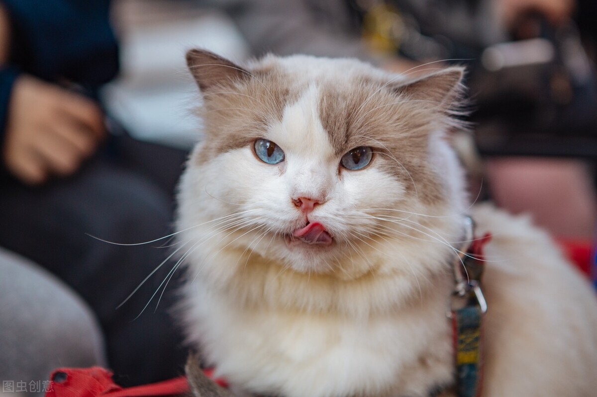 养猫会暴露你的经济实力,不管多有钱这几种猫不建议养