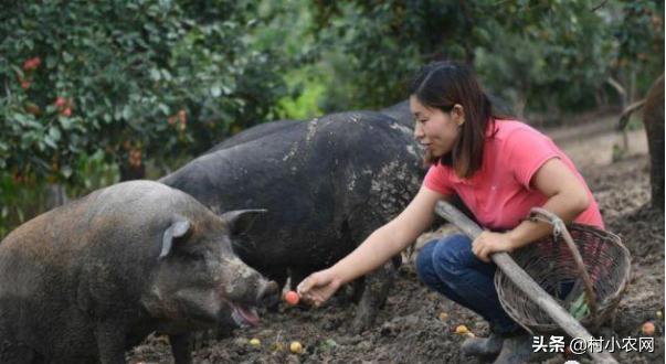 返乡创业养殖黑山羊经历,适合农村创业养殖的6个项目