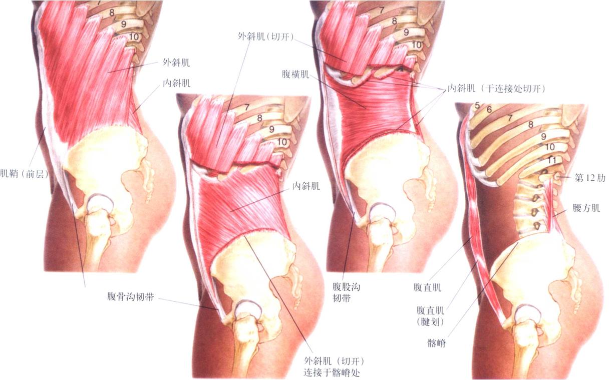 腰椎生理性曲度变直怎么治疗恢复,如何有效的避免腰椎曲度变直