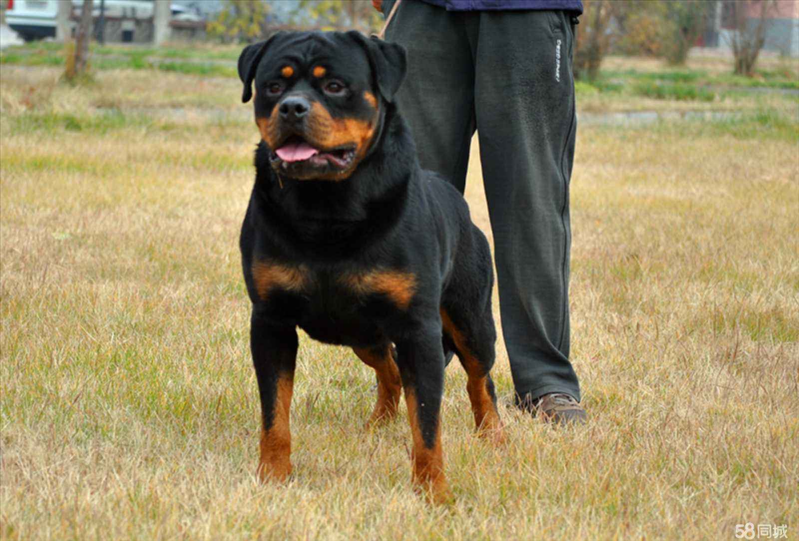 这几种狗越养越想扔掉要谨慎饲养,十种不建议养的宠物狗