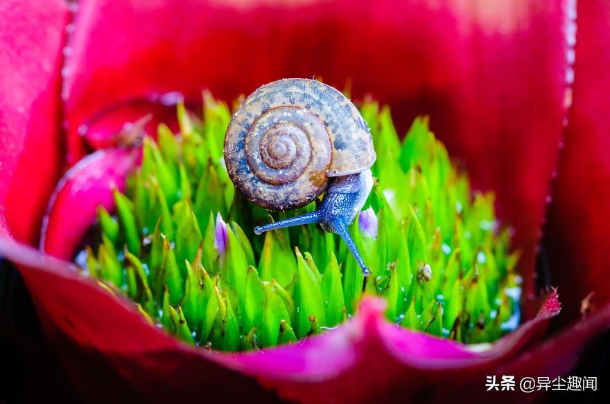 最漂亮的蜗牛图片,100幅蜗牛图片