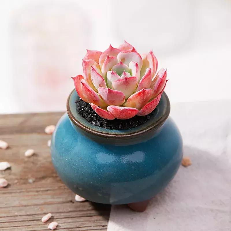 多肉去哪里买最便宜,花市买多肉怎么选