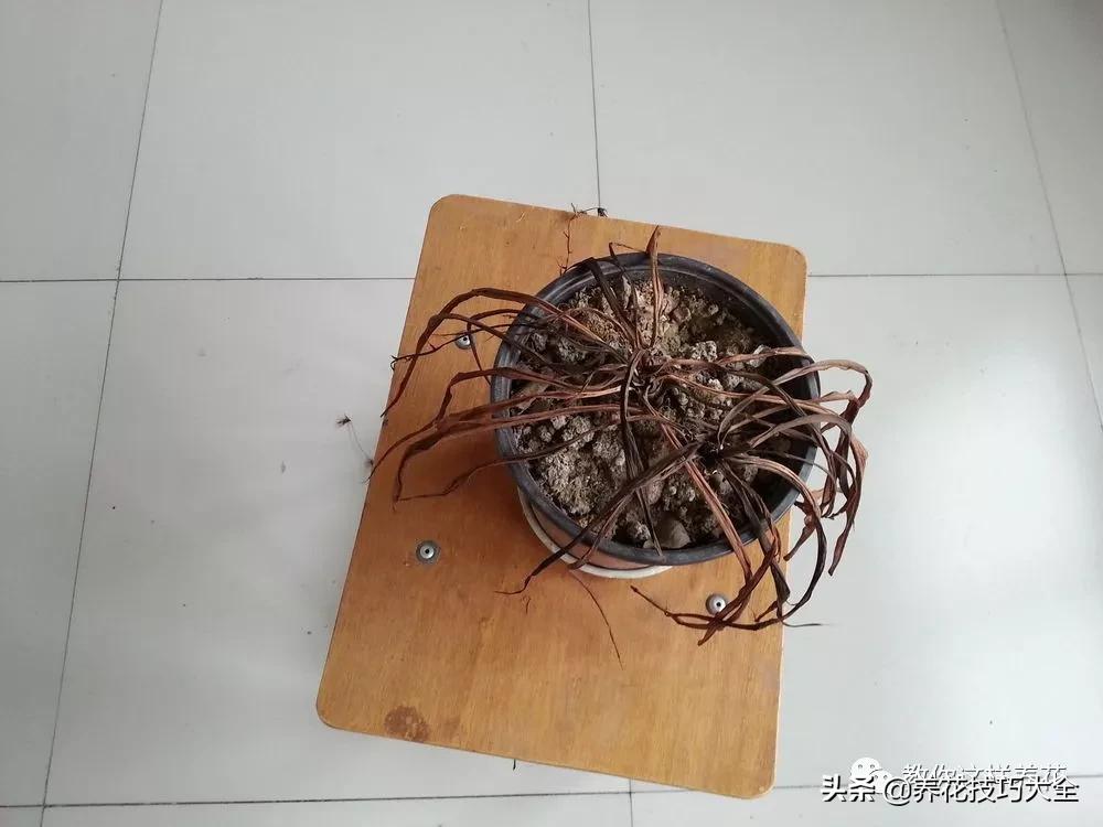 绿萝铜钱草家庭养殖,绿萝发财树黄叶子怎么办呢