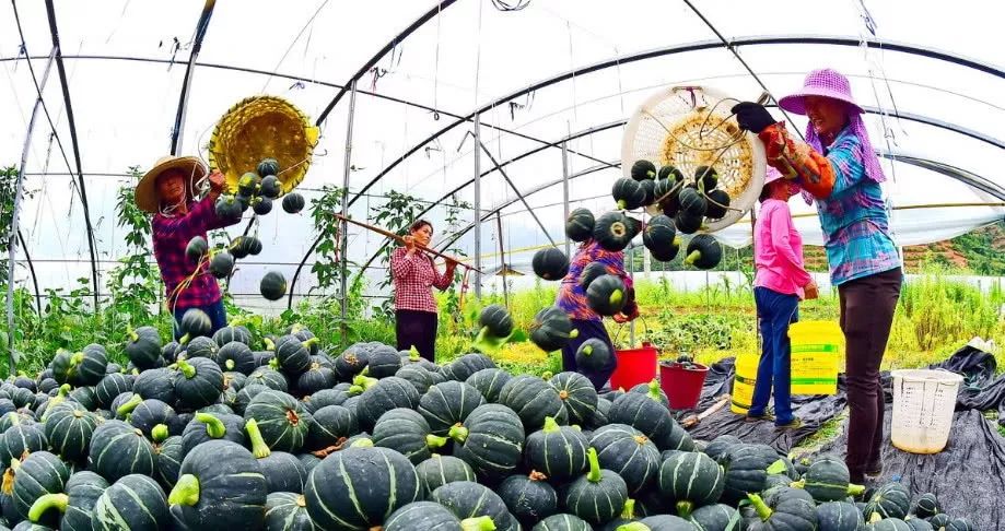 亩收入50万元种植项目赚钱,80亩种植利润