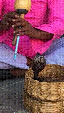 这只鹦鹉一直以为他是一只猴，所以每天都在重复做这个动作